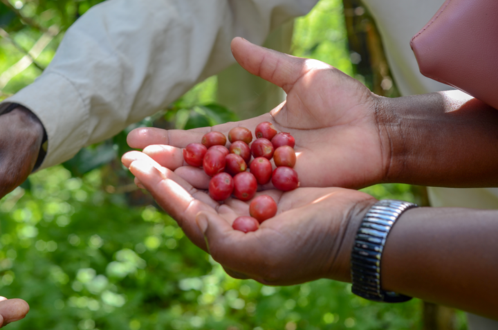 Specialty Washed Arabica green beans
