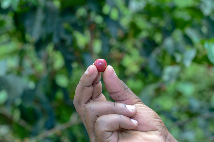 Specialty Natural process Arabica green beans