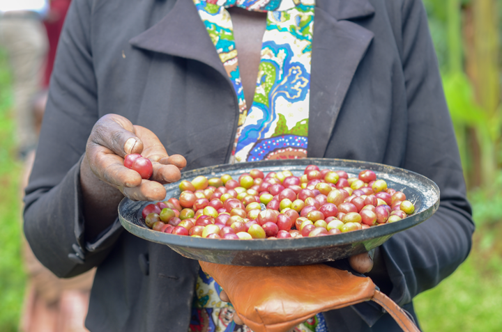 Arabica Washed Bugisu Green Coffee Beans